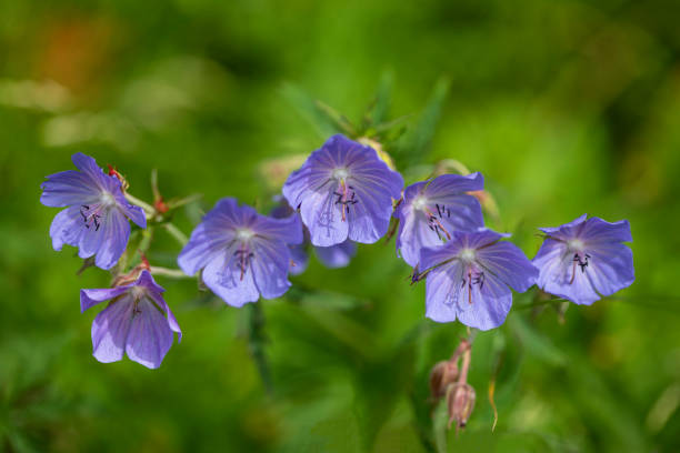 Cranesbill Flower Seeds - Heirloom Non GMO High Germination Premium Garden Seeds for Planting