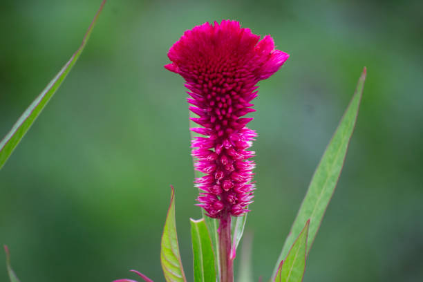 Pink Drak Cockscomb Flower Seeds