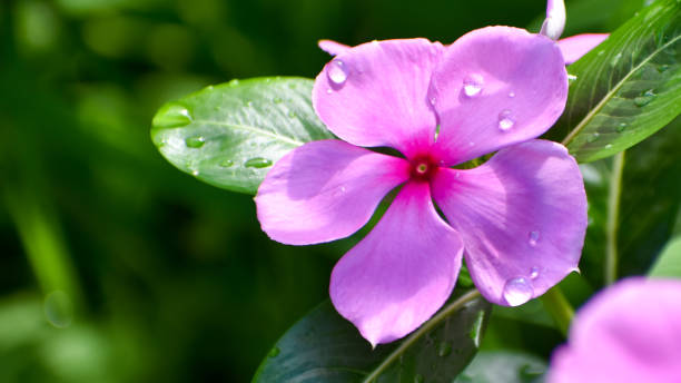 Madagascar Periwinkle Flower Seeds Heirloom Non GMO High Germination Organic - Heirloom Non GMO Premium Garden Seeds for