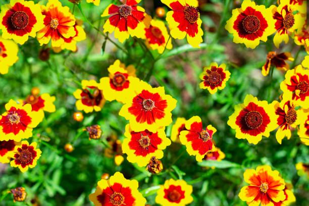 Red Yellow Coreopsis Flower Seeds