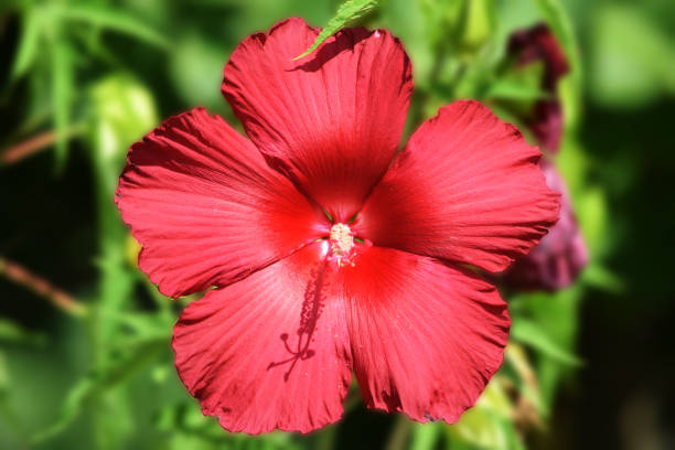 Red Deep Hibiscus Flower Seeds