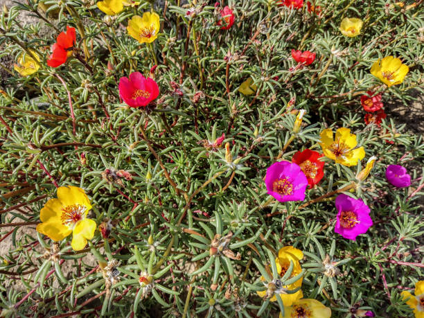 Mixed Climbing Moss Rose Flower Seeds
