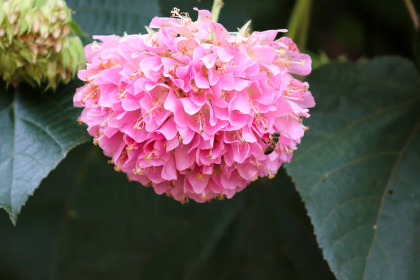 Light Pink Dombeya Flower Seeds
