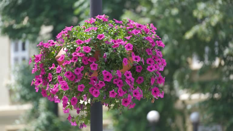 Pink Hanging Begonia for Planting | Heirloom Non-GMO High Germination Organic Garden Flower Seeds - Heirloom Non GMO H