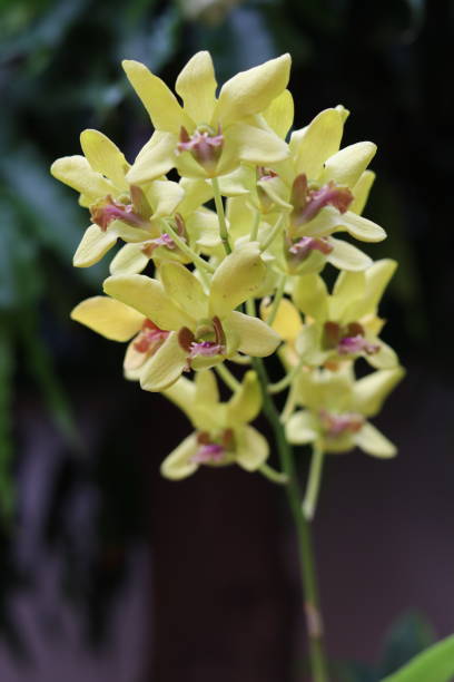 Yellow Giant Monkey face Orchid Flower Seeds - Heirloom Non GMO High Germination Flower Seeds