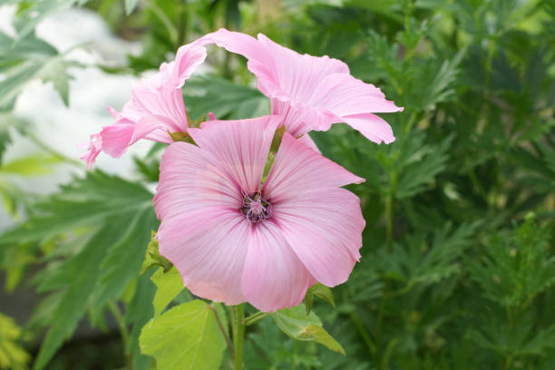 Pink Lavatera Flower Seeds – - Heirloom Non GMO Premium Garden Seeds for Planting, High Germination Outdoor Plants