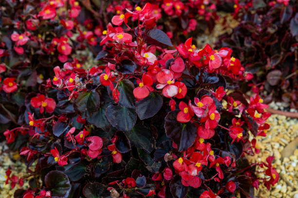Red Giant Begonia Flowers Seeds