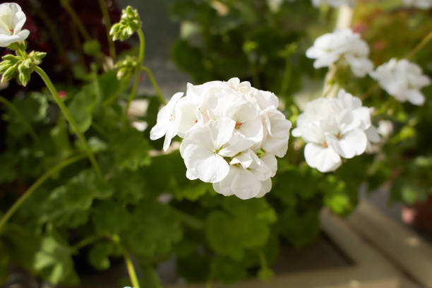 White Geranium Flower Seeds – Exotic Flowering Plants for Vibrant Backyard Beauty - Heirloom Non GMO High Germination