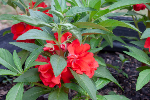 Balsamine Flower Seeds
