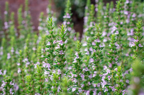 Blooming Thyme Flower Seeds