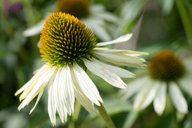 White Swan Coneflower Seeds – Heirloom, Non-GMO, High Germination