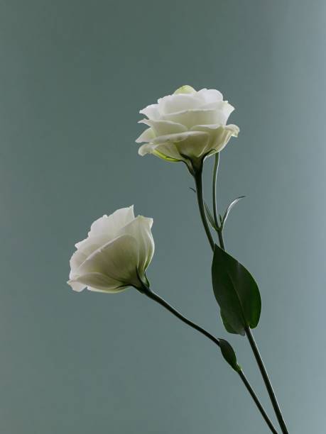 White Perennial Lisianthus Flower Seeds - Heirloom Non GMO High Germination Flower Seeds for Home Garden Planting