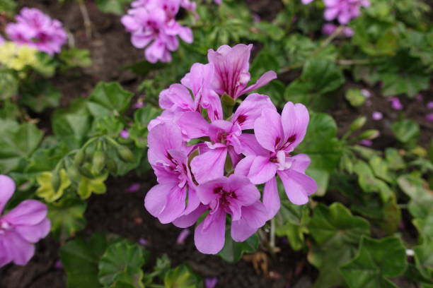 Pink Climbing Geranium Flower Seeds