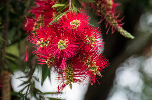 Red Perennial Myrtle Flower Seeds