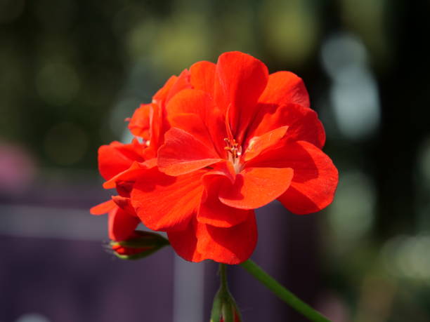 Orange Geranium Flower Seeds – Heirloom, Non-GMO, High Germination Seeds