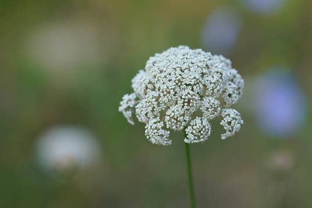 White Cicely Flower Seeds