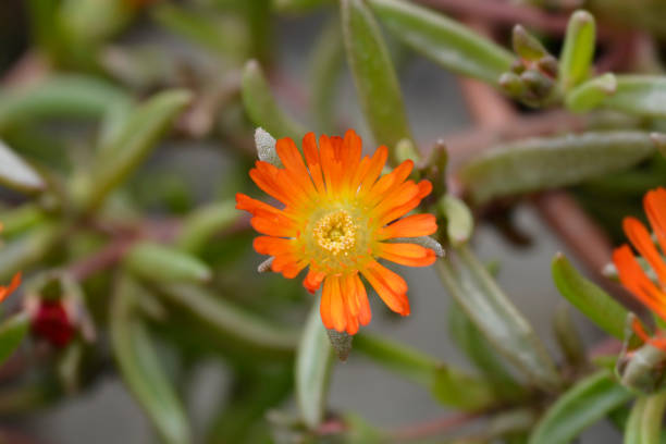 Orange Delosperma Flower Seeds – Rare Blooming Plants for Balcony and Patio Gardens