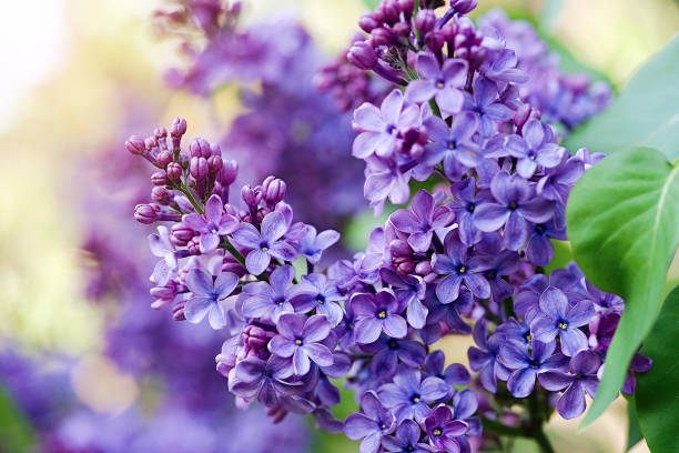 Lilac Flower Seeds Exotic Flowering Plants for Vibrant Garden Beauty for Colorful Landscape - Heirloom, Non GMO, High