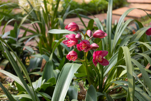 Red Cymbidium Flower Seeds – - Heirloom Non GMO Premium Garden Seeds for Planting, High Germination Outdoor Plants