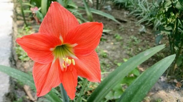 Orange Amaryllis Flower Seeds – Heirloom, Non-GMO, High Germination Seeds - Heirloom Non GMO High Germination Organic Ga