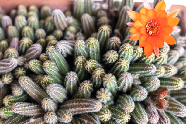 Champa Flower Seeds Heirloom, Non-GMO, High Germination for Colorful Landscape - Heirloom Non GMO High Germination Organ