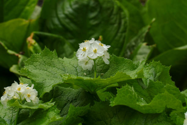Diphylleia Flower Seeds - Heirloom, Non GMO, High Germination, Organic Garden Seeds