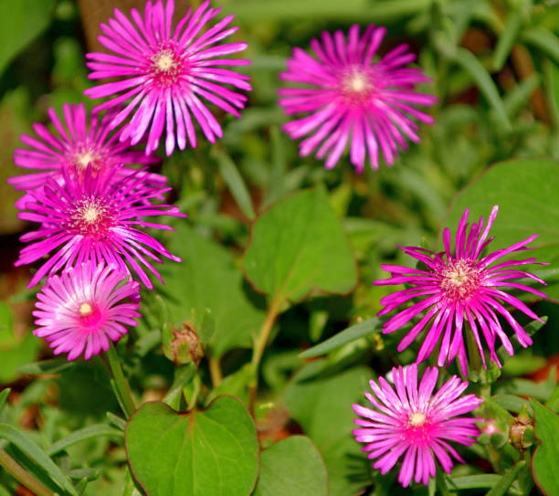 Pink Lampranthus Roseus Seeds - Heirloom Non GMO Premium Garden Seeds for Planting