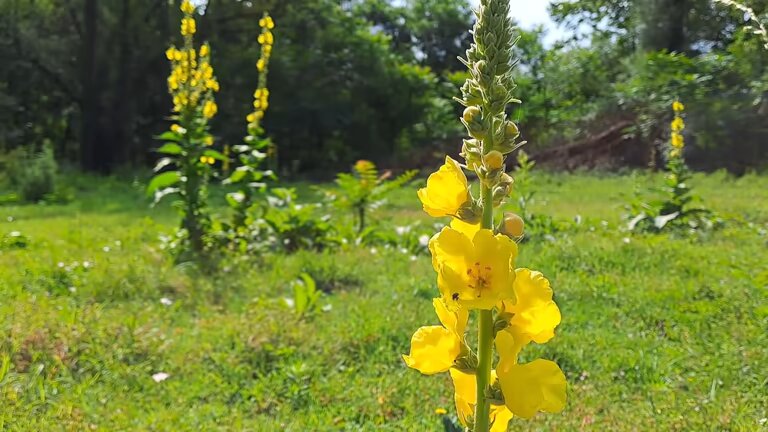 Yellow Verbascum Thapsus Flower Seeds - Heirloom Non GMO High Germination Garden Planting Seeds