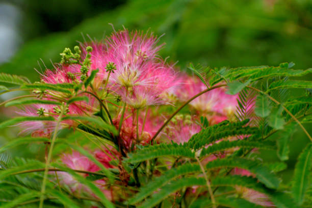 albizia flower silk tree blossoms with seeds