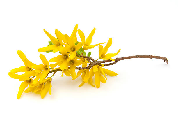 Forsythia Flower Seeds