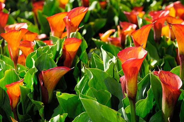 Orange Calla Lilly Flower Seeds