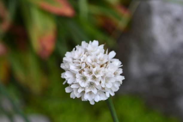 Armeria Pseudarmeria Flower Seeds