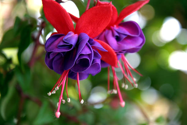 Fuchsia Flower Seeds for Planting | Heirloom Non-GMO High Germination Organic Garden Seeds for Colorful Blooms -