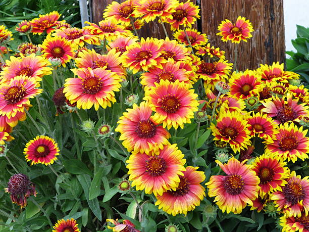 Gaillardia Flower Seeds