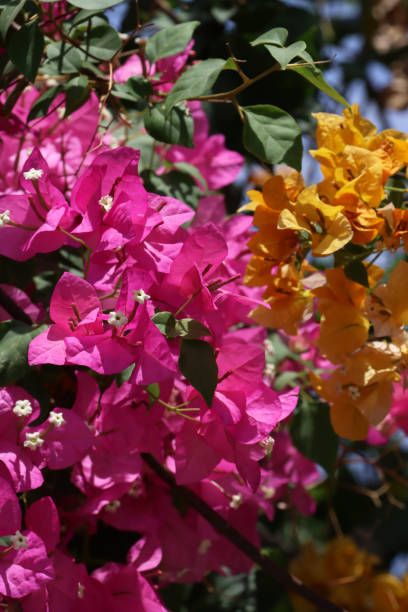 Pink Yellow Bougainvillea Flower Seeds - Heirloom Non-GMO High Germination Flower Seeds for Planting