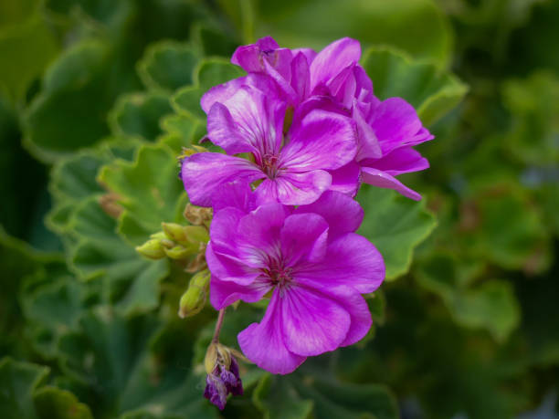 Purple Rozanne Geranium Flower Seeds – Exotic Flowering Plants - Heirloom Non GMO High Germination Organic Garden Seeds