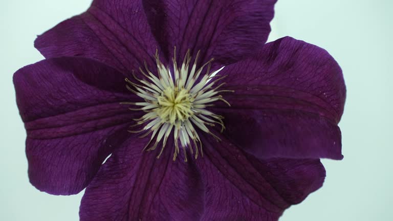 Dark Purple Climbing Clematis Flower Seeds - Heirloom Non GMO High Germination Premium Garden Seeds for Planting