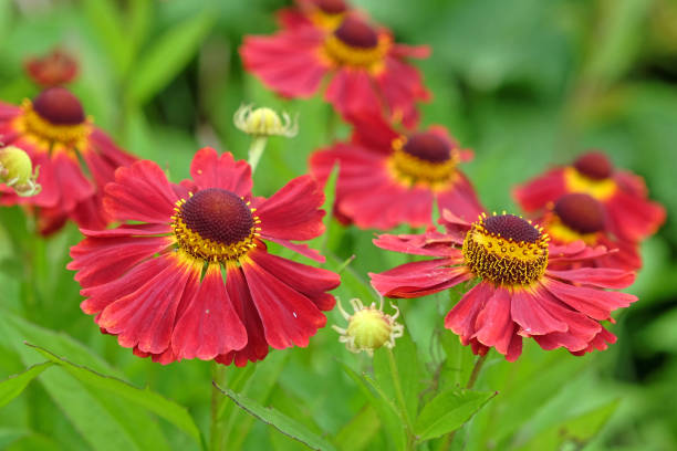 Red Heliopsis Flower Seeds – Exotic Flowering Plants for Vibrant Backyard Beauty - Heirloom Non GMO High Germination