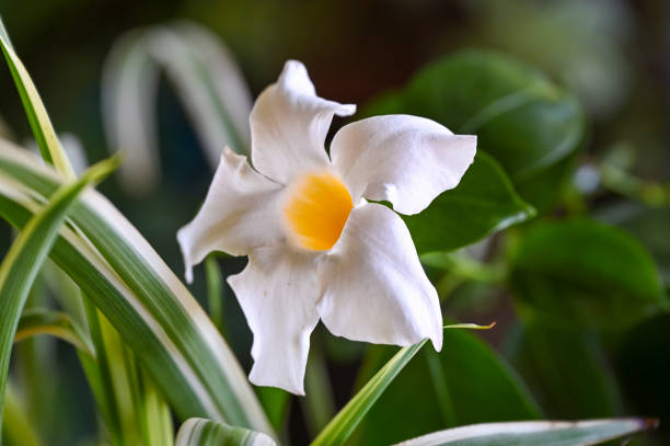 White Dipladenia Sanderi Flower Seeds - Heirloom Non GMO High Germination Flower Seeds for Home Garden Planting