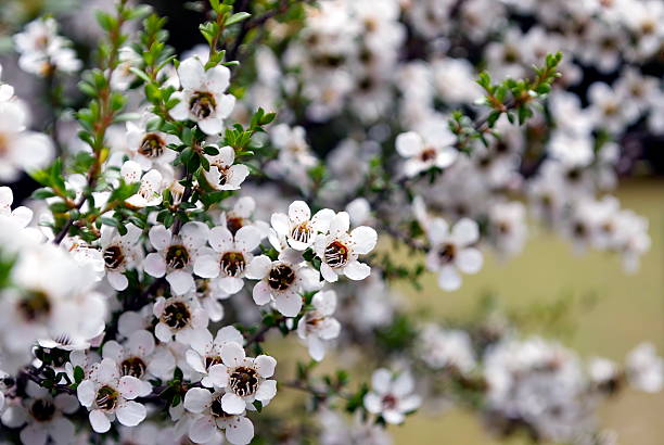 White Leptospermum Scoparium Flower Seeds – Rare Blooming Plants for Balcony & Outdoor Gardening