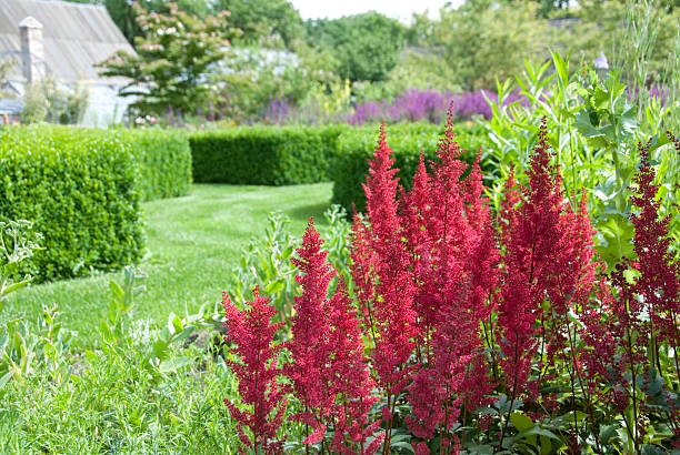 Red Astilbe Flower Seeds