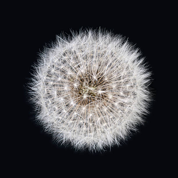 Dandelion Flower Seeds - Heirloom Non GMO High Germination Premium Garden Seeds for Planting