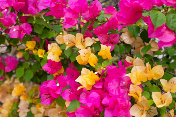 Pink Yellow Bougainvillea Flower Seeds