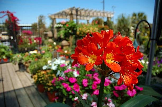 Red Clivia Flower Seeds - Heirloom Non GMO High Germination Organic Garden Seeds for Planting