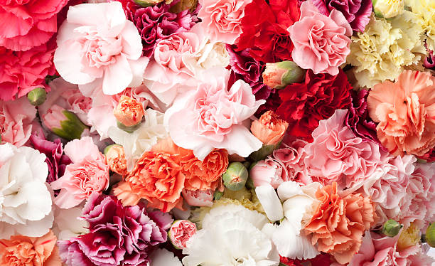 Mixed Carnation Flower Seeds