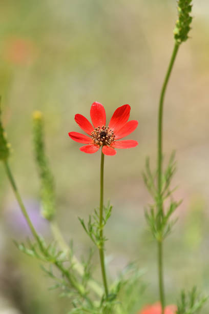 Adonis Flower Seeds - Heirloom Non GMO High Germination Garden Planting Seeds