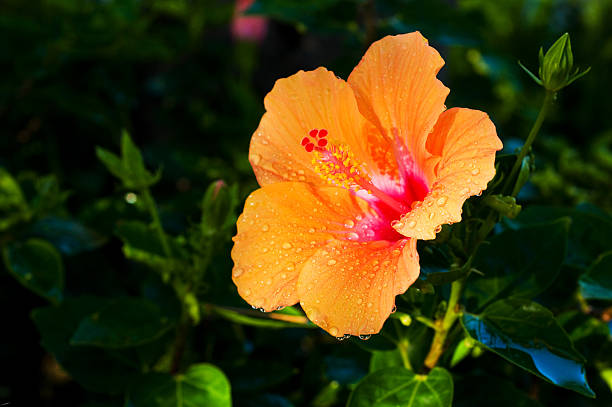 Orange hibiscus flower seeds for planting - Heirloom & Non-gmo Seeds for Home Garden Planting