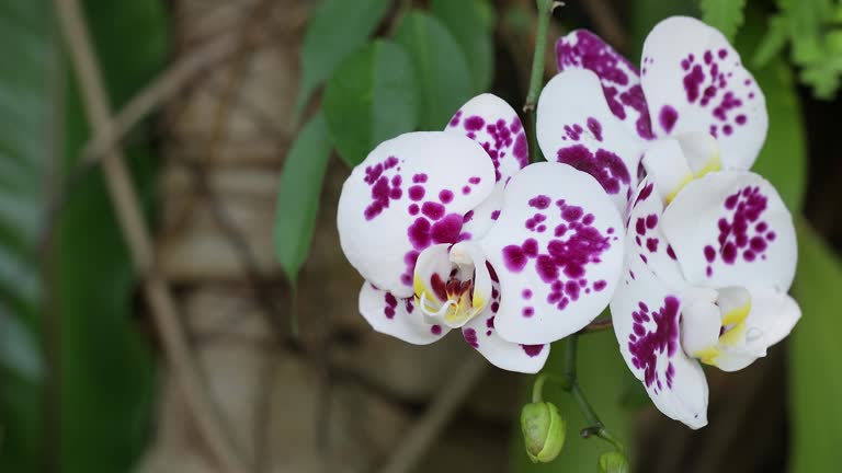 White Dark Purple Phalaenopsis Orchid Flower Seeds