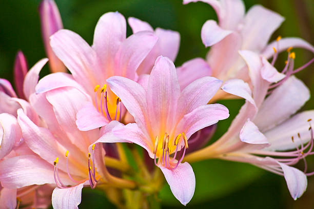 Perennial Clivia Flower Seeds Pale Pink – Heirloom, Non GMO, High Germination Seeds