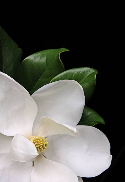 White Magnolia Flower Seeds – Heirloom, Non GMO, High Germination Seeds
